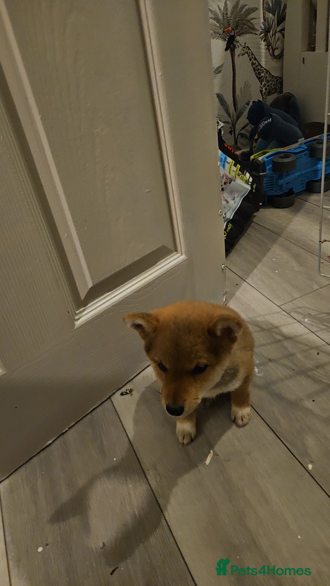 Japanese Shiba Inu dogs for sale: Japanese shiba inu - Image 3