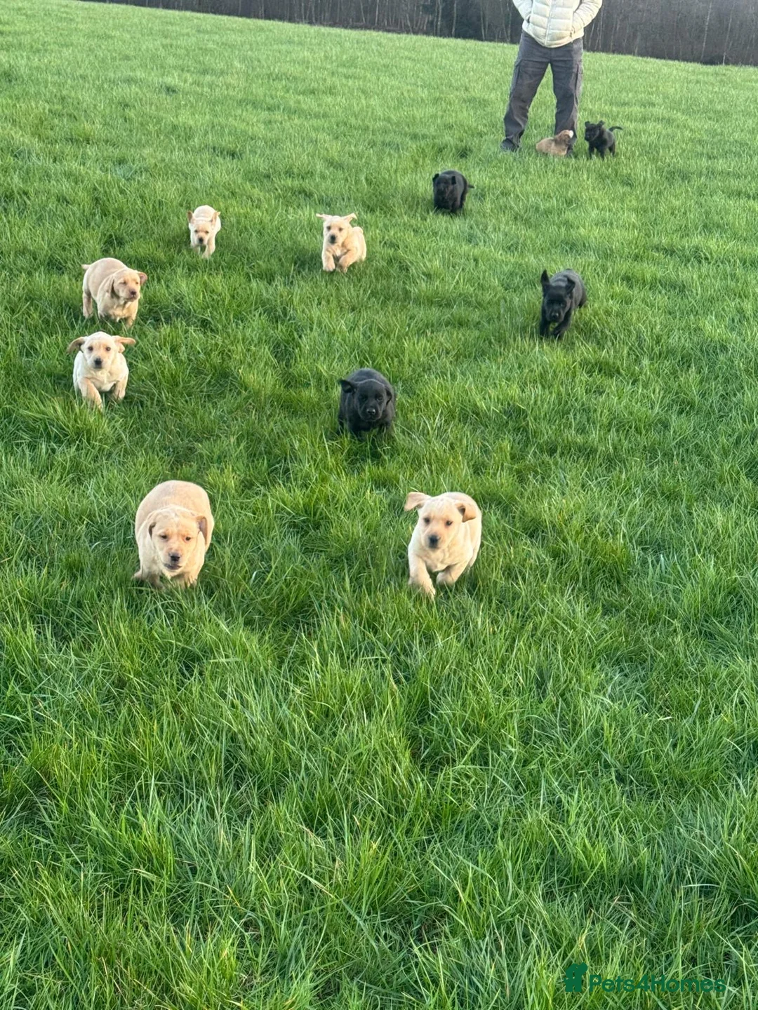 Labrador Retriever dogs for sale: Stunning liter of ten kc registered Labrador pups - Advert 2