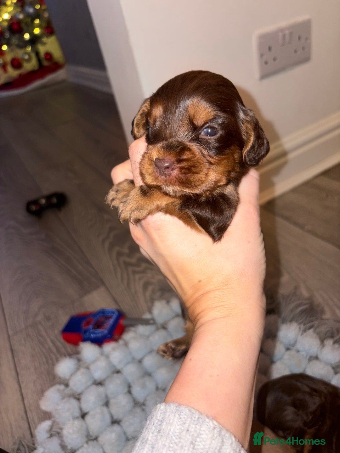 Cocker Spaniel dogs for sale: Cocker spaniel puppies  - Advert 12