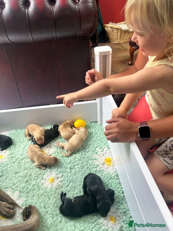 Labrador Retriever dogs - Advert 2