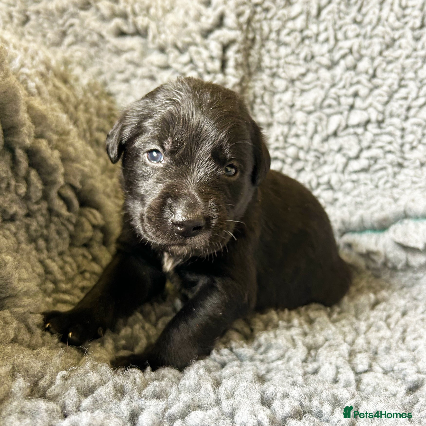 Borador dogs Borador Puppies - Fully Health Tested - Advert 16