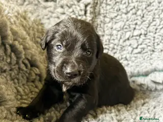 Borador dogs Borador Puppies - Fully Health Tested - Advert 16