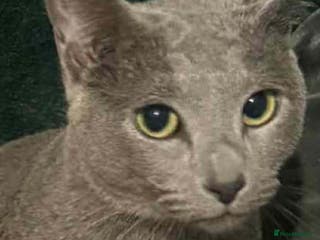 Russian Blue cats Russian blue acctive - Advert 6