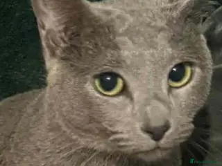 Russian Blue cats Russian blue acctive - Advert 4