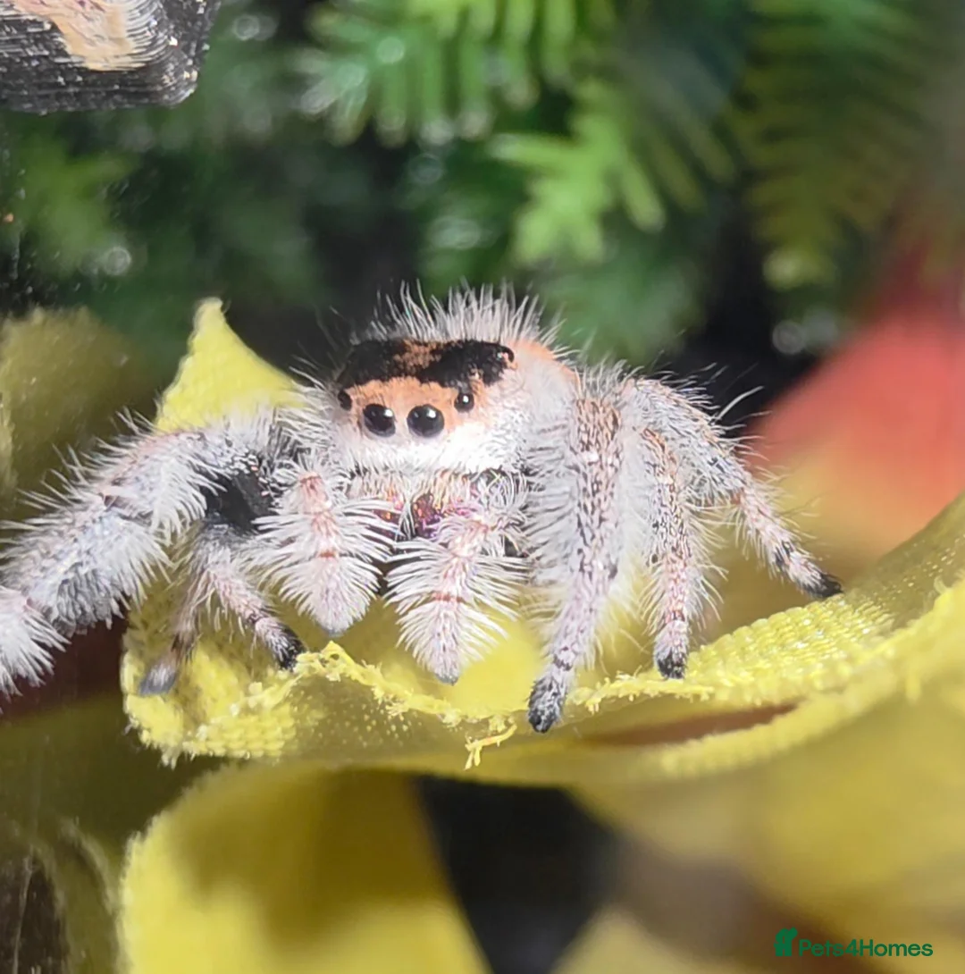 Spiders invertebrates for sale: Jumping spiders for sale - Advert 2