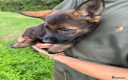German Shepherd dogs for sale: Germany 🇩🇪 shepherd puppies dogs 🐕 big boned - Image 12