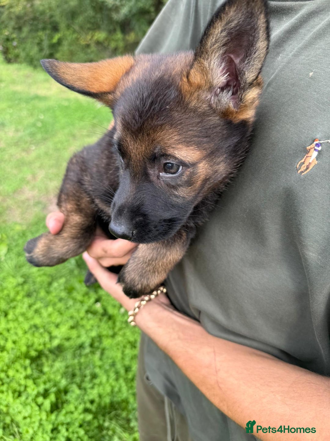 German Shepherd dogs for sale: Germany 🇩🇪 shepherd puppies dogs 🐕 big boned - Image 12