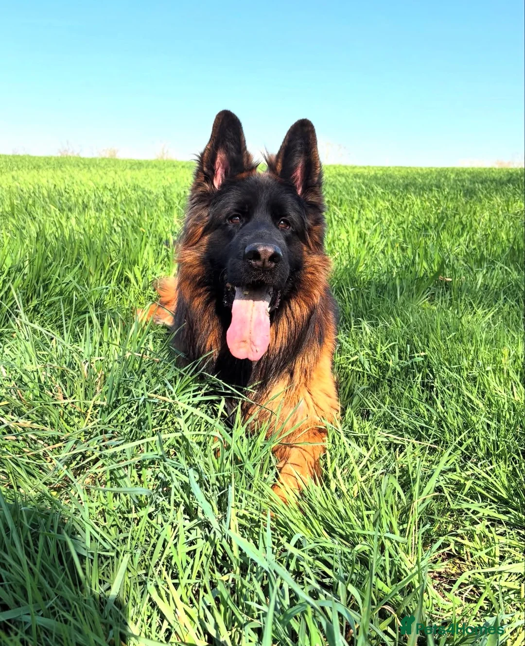 German Shepherd dogs for stud: Long hair KC registered Stud - Advert 4
