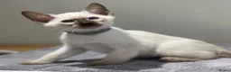 Siamese cats for sale: GCCF Registered Traditional Siamese Kittens.  - Advert 16
