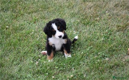 Bernese Mountain Dog dogs for sale: Bernese Mountain Puppies - Image 11