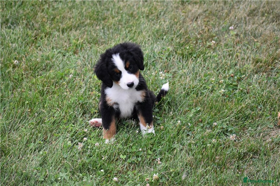 Bernese Mountain Dog dogs for sale: Bernese Mountain Puppies - Image 11