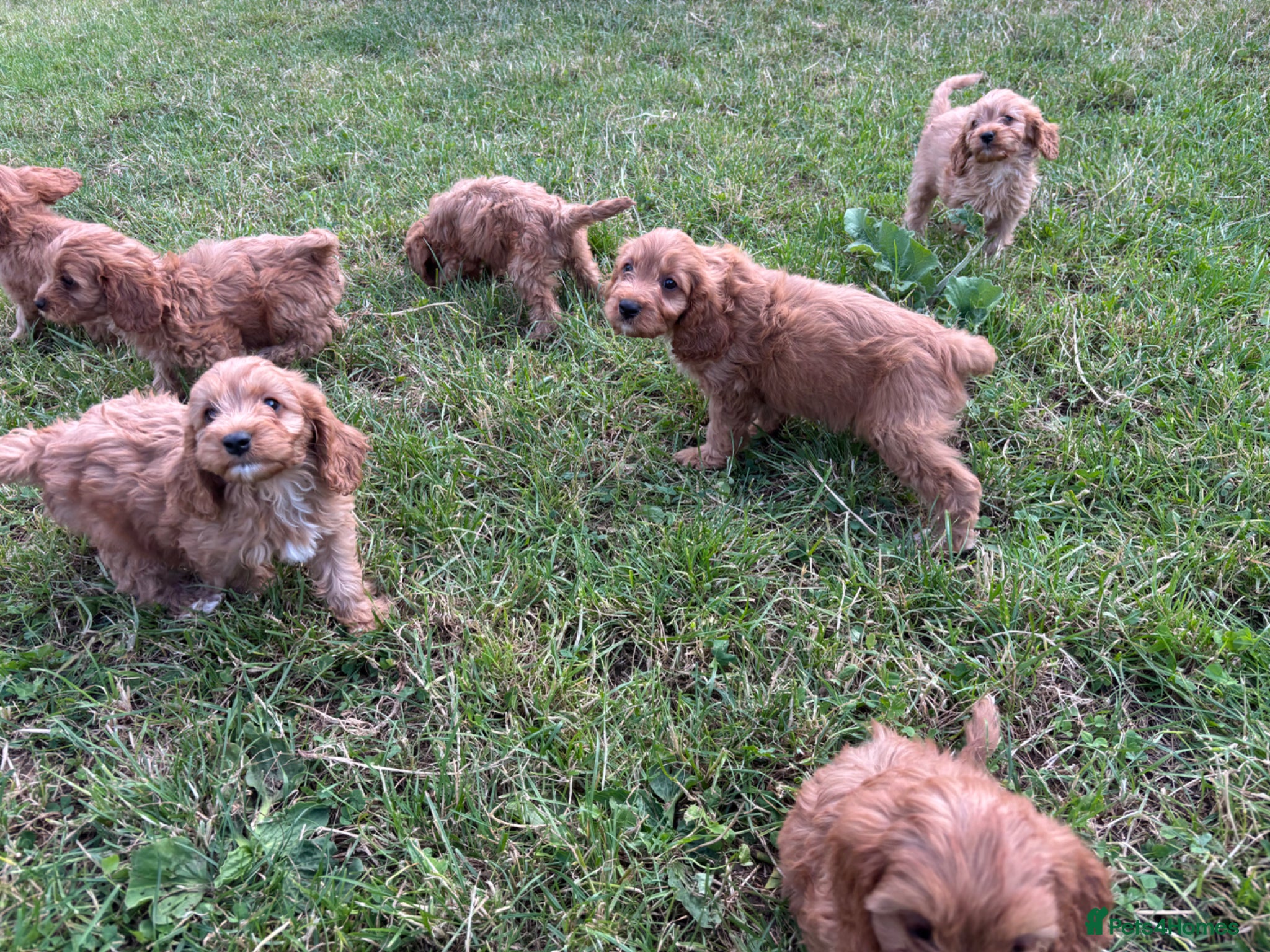 Cavapoo dogs for sale: Beautiful red girls and boys available  in Sittingbourne - Advert 14