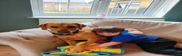 Cockerdor dogs for sale: ******Stunning cockedors****** - Advert 18