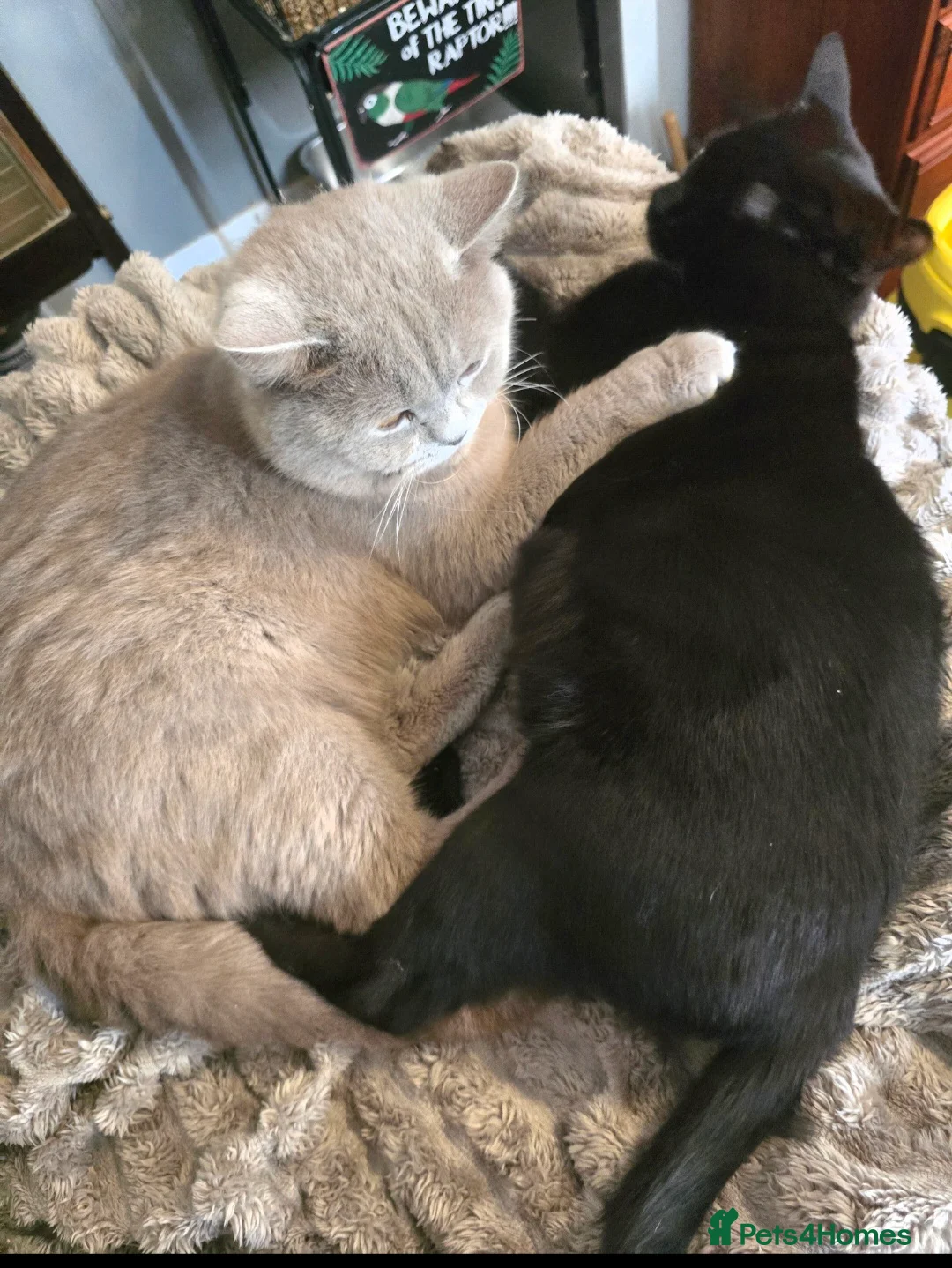 British Shorthair cats for sale: 2 Beautiful cats looking for forever homes  - Advert 2