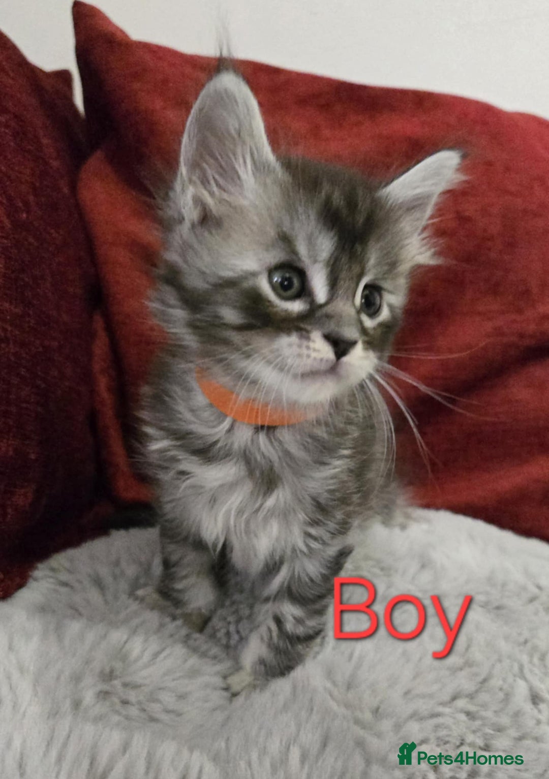 Maine Coon cats for sale: 1 Maine Coon kitten boy. - Image 23
