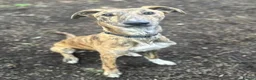 Lurcher dogs for adoption: FOREST - young male lurcher in rescue - Advert 2