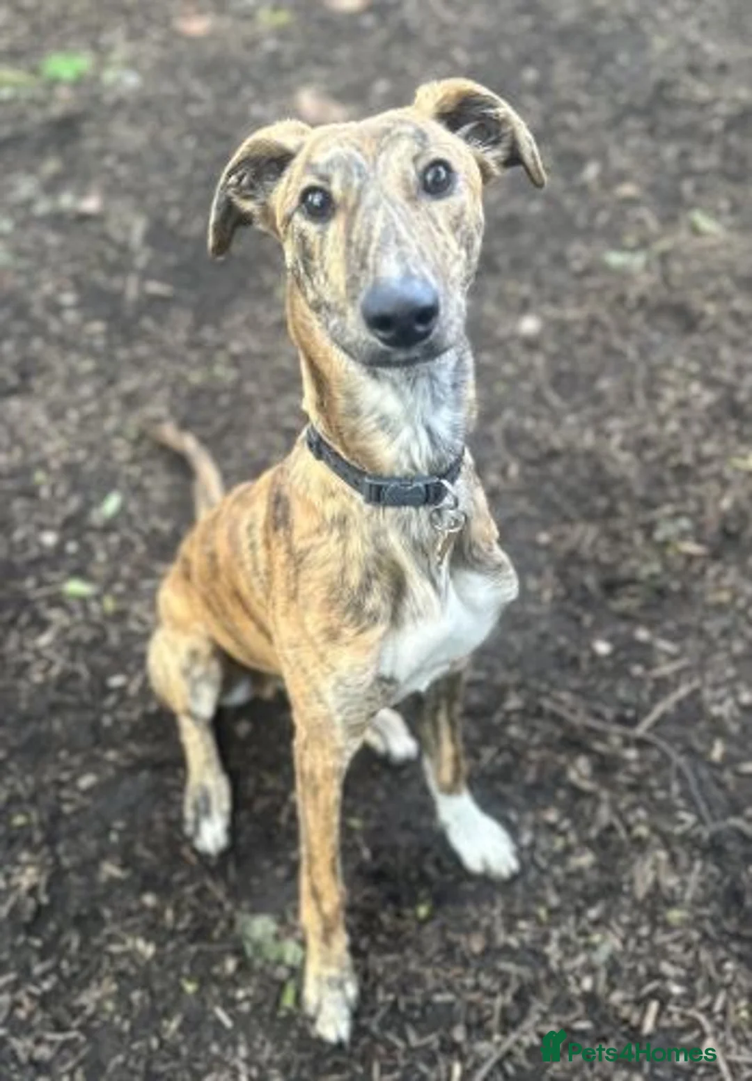 Lurcher dogs for adoption: FOREST - young male lurcher in rescue - Advert 2