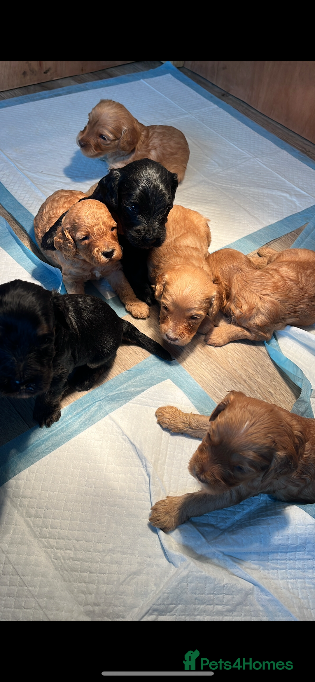 Cockapoo dogs for sale: 8 gorgeous Cockapoos  - Image 4