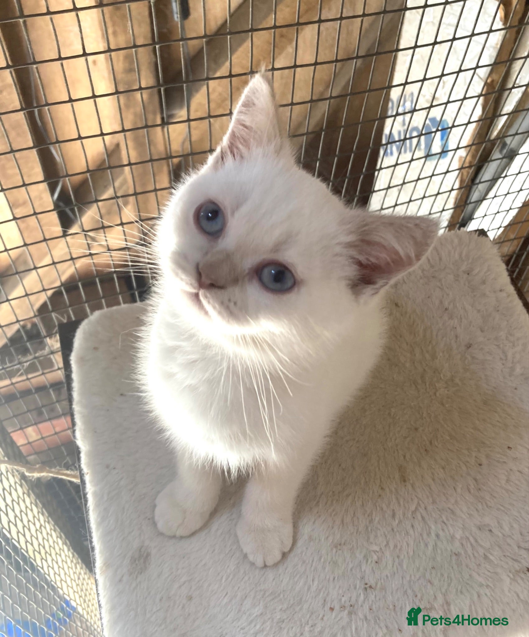 British Shorthair cats British Shorthair Kittens - Advert 15