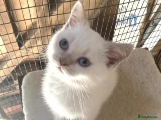 British Shorthair cats British Shorthair Kittens - Advert 15