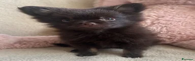 Pomeranian 4