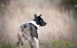Border Collie dogs for stud: Black and white border collie for stud - Image 3