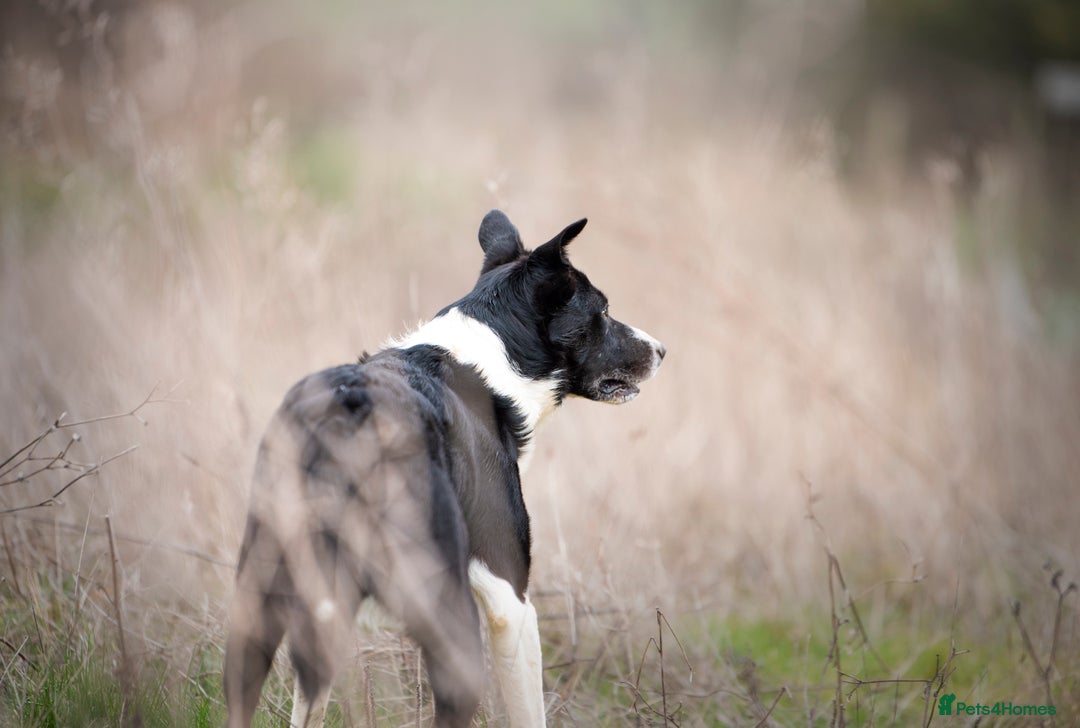 Border Collie dogs for stud: Black and white border collie for stud - Image 3