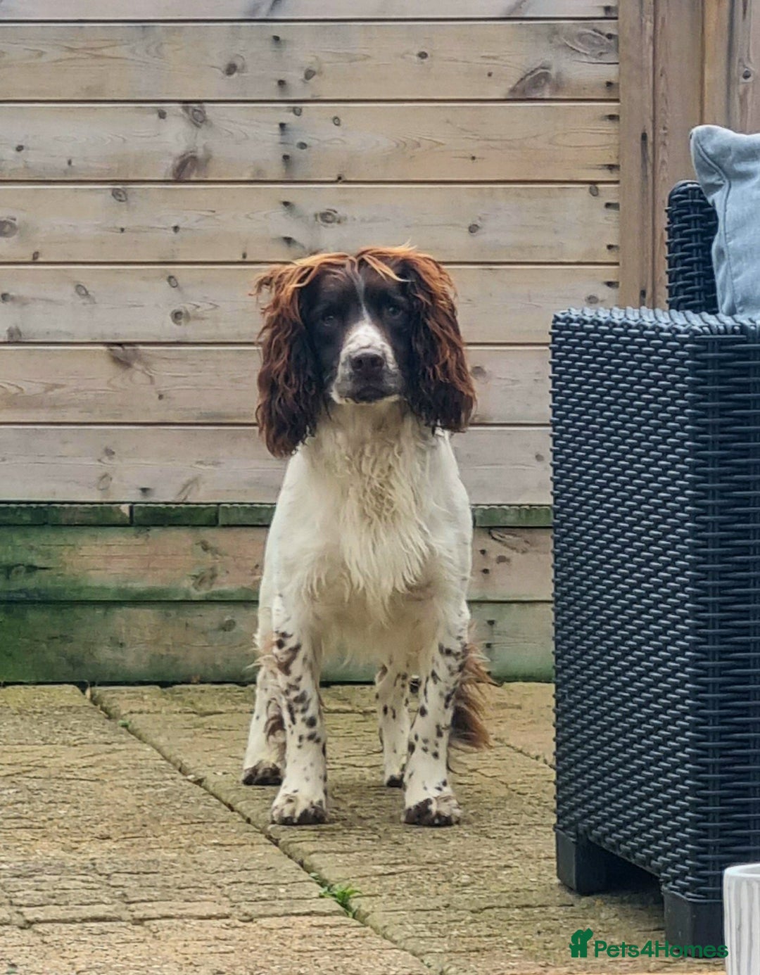 Sprocker dogs for sale: Stunning Sprocker Spaniel puppies  - Image 10