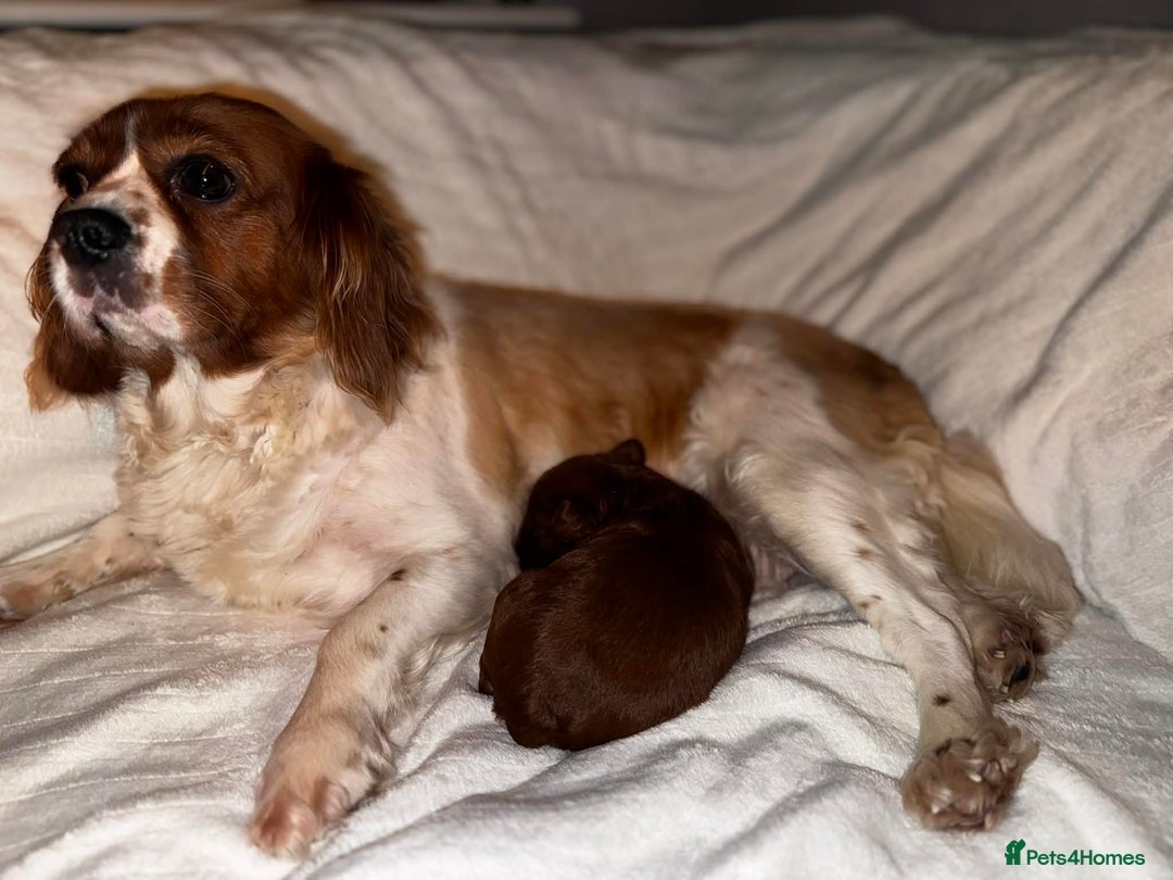 Cavapoo dogs for sale: Beautiful f1 Cavapoo puppies  - Advert 7