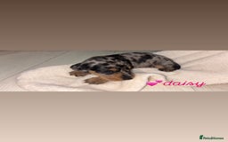 Mixed Breed dogs for sale: 5 Adorable miniature dapple schnoxie puppies - Image 14