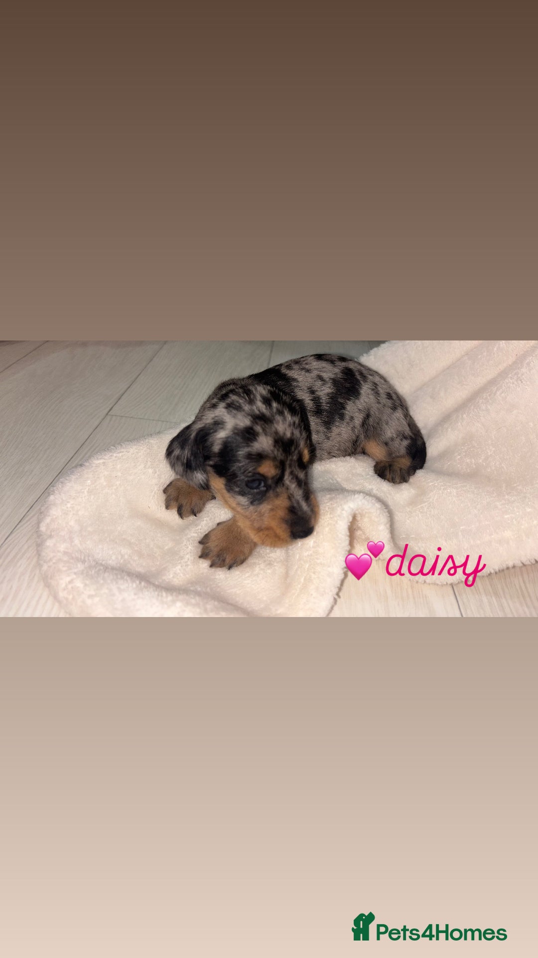 Mixed Breed dogs for sale: 5 Adorable miniature dapple schnoxie puppies - Image 14