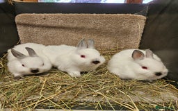 Netherland Dwarf rabbits for sale: Male Himalayan Netherland Dwarfs  - Image 1