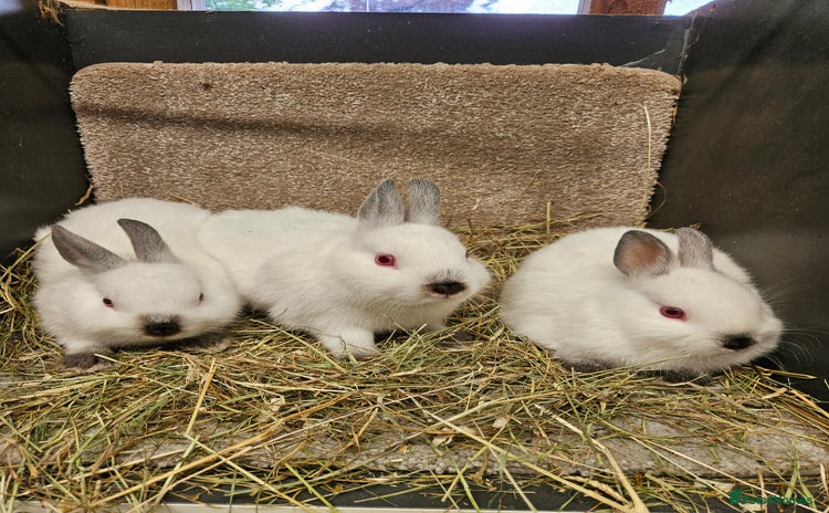Netherland Dwarf rabbits - Advert 6