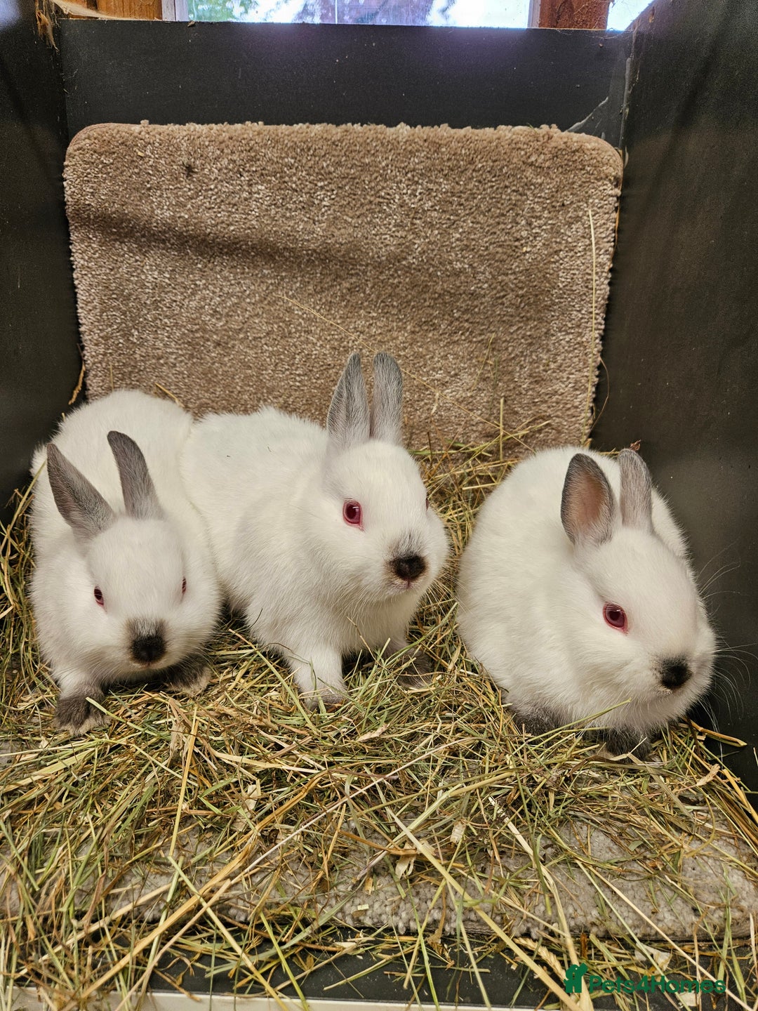 Netherland Dwarf rabbits for sale: Male Himalayan Netherland Dwarfs  - Image 1