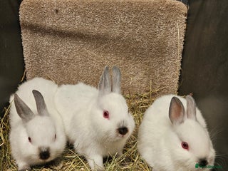 Netherland Dwarf rabbits - Advert 17