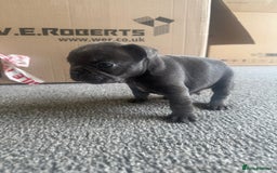 French Bulldog dogs for sale: French bulldog puppies, 4 girls and 3 boys - Image 5