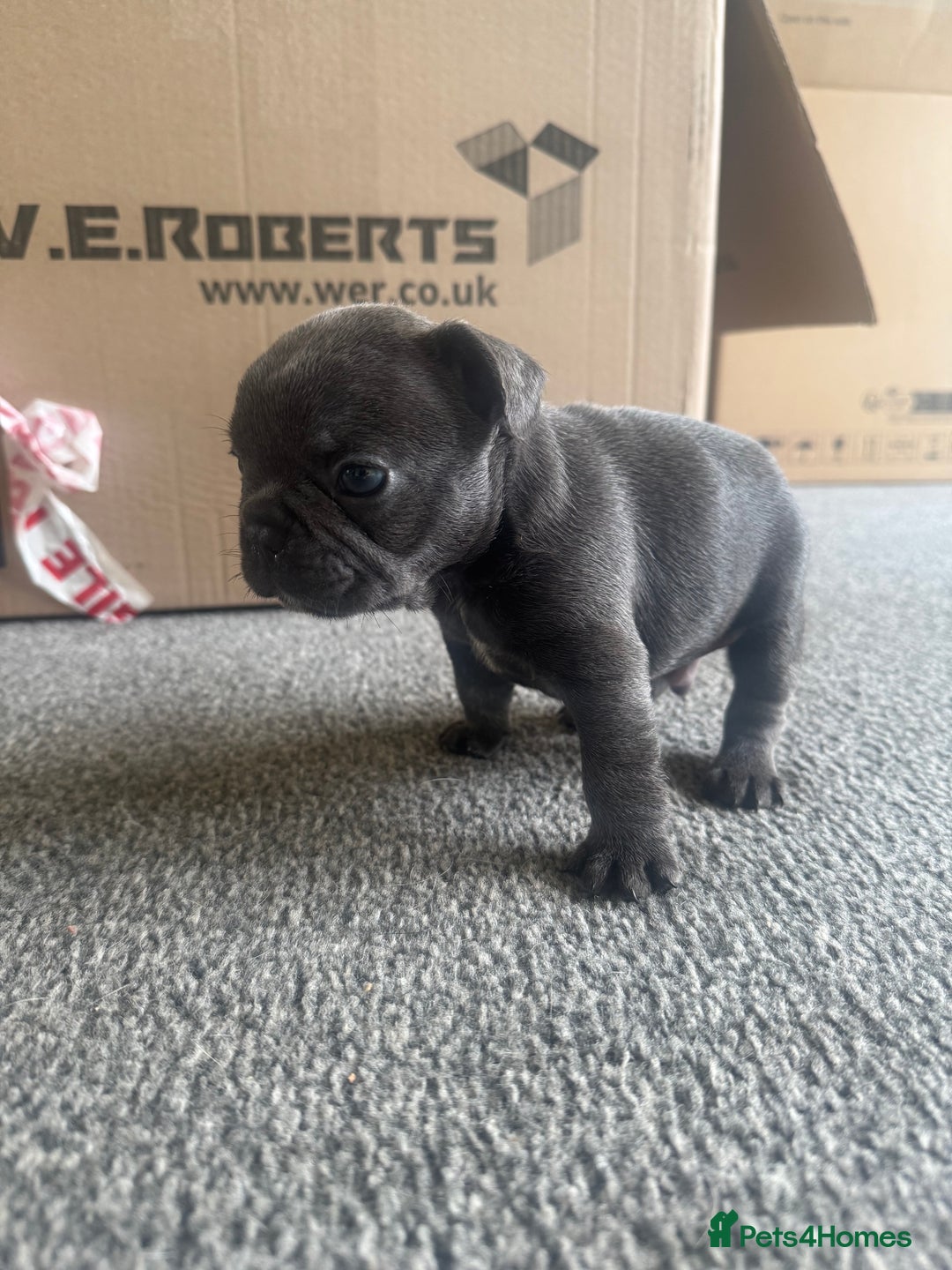 French Bulldog dogs for sale: French bulldog puppies, 4 girls and 3 boys - Image 5