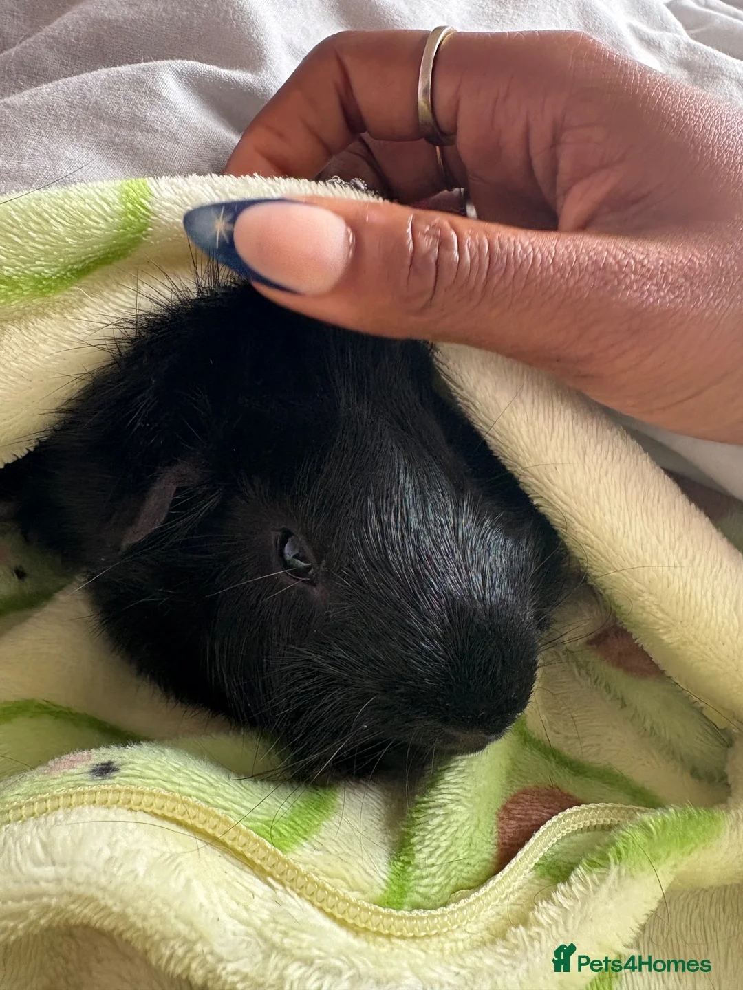Guinea Pig rodents for sale: 2 male guinea pigs - Advert 6