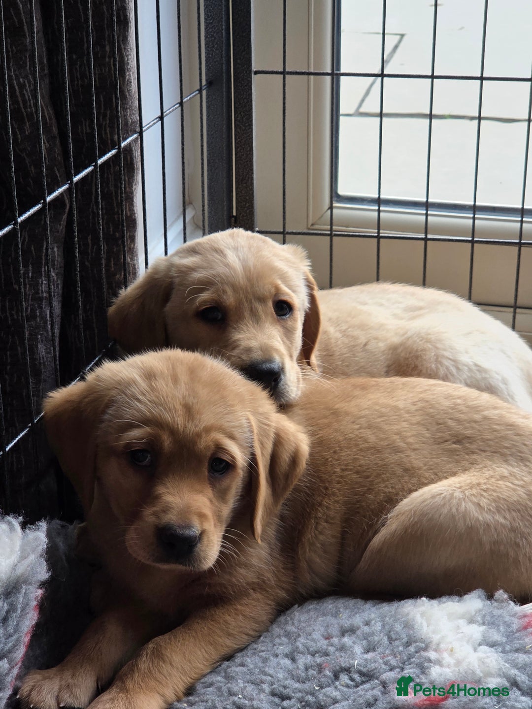 Goldador dogs for sale: 🧡 beautiful chunky goldador puppies 🧡 - Image 9