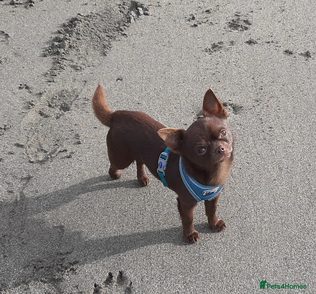 Chihuahua dogs for stud: FREDERICK VON LOVEHUNTER KC Champion heritage Stud in Chorley - Advert 19