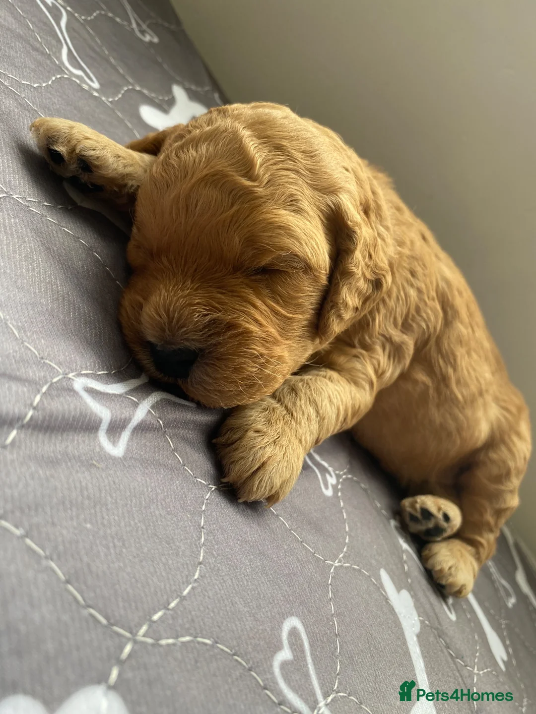 Cockapoo dogs for sale: F1B Cockapoo pups. Ready to leave 12.08.26 - Advert 2