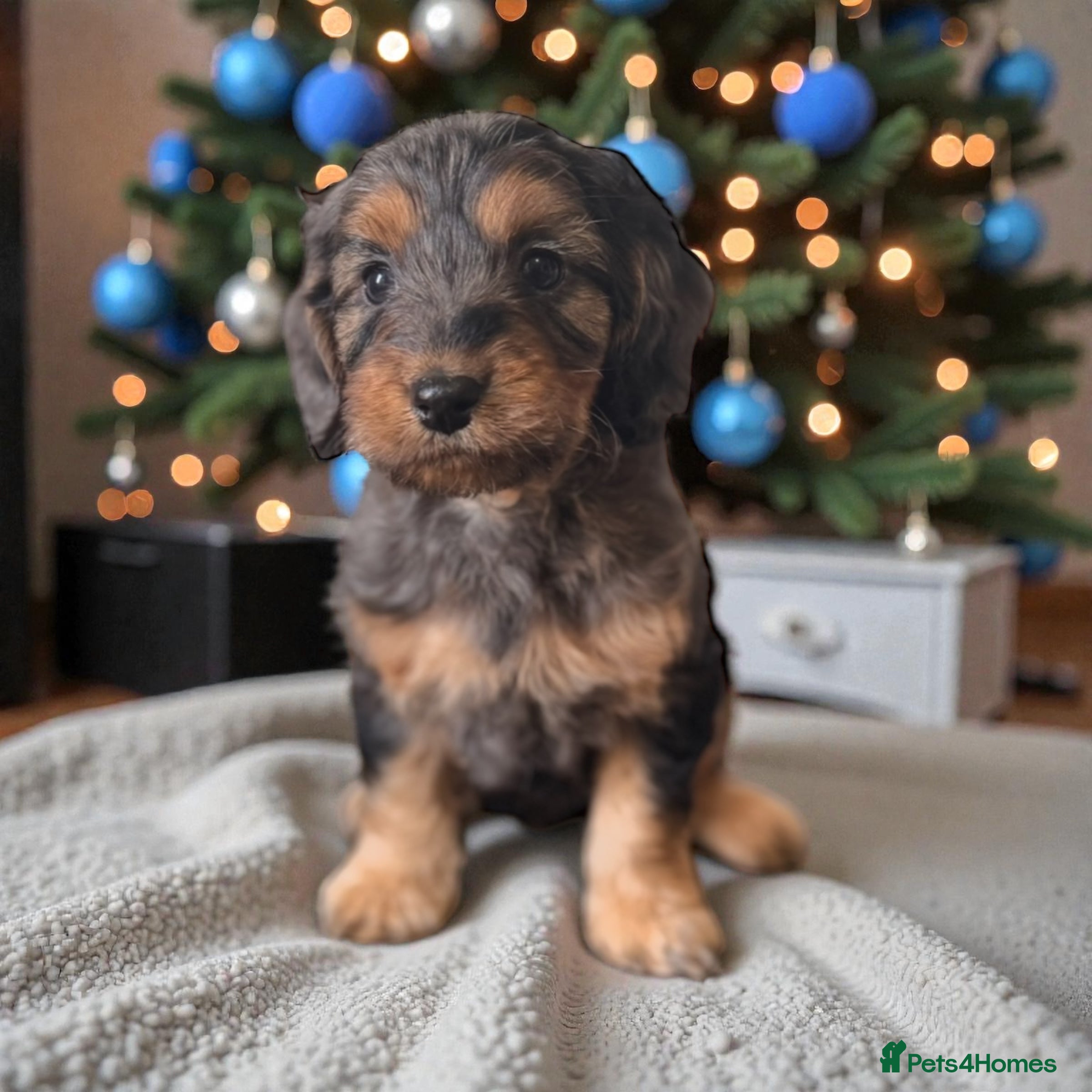 Cockapoo dogs 🐶THE MOST PERFECT SHOW SPANIELS and F1 COCKAPOOS - Advert 1
