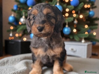 Cockapoo dogs 🐶THE MOST PERFECT SHOW SPANIELS and F1 COCKAPOOS - Advert 3