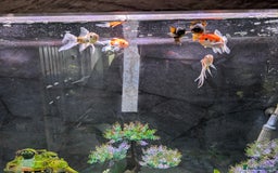 Goldfish fish for sale: 6 goldfish all healthy.  - Image 2