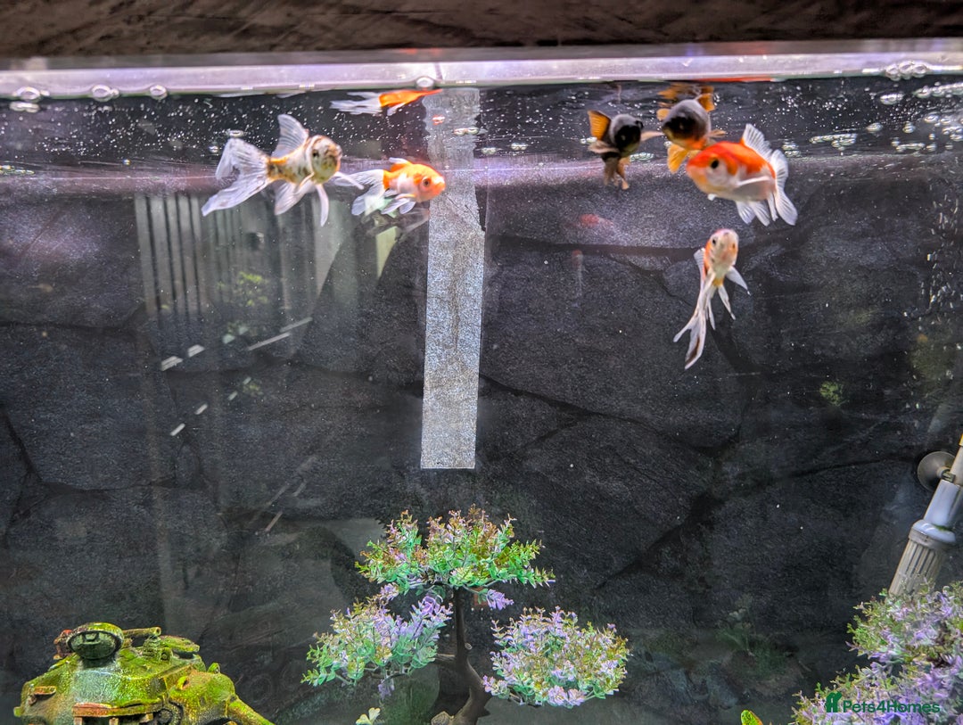 Goldfish fish for sale: 6 goldfish all healthy.  - Image 2