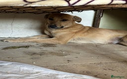 Mixed Breed dogs for adoption: 🐾🩷 MIDGET - a superb girl, for a Loving Home🐾🏡 - Image 3