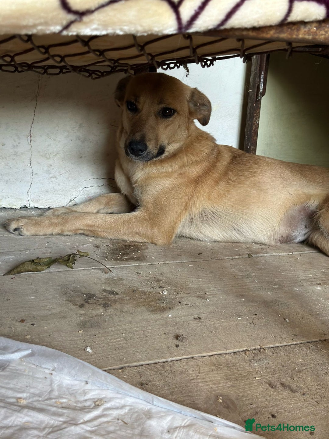 Mixed Breed dogs for adoption: 🐾🩷 MIDGET - a superb girl, for a Loving Home🐾🏡 - Image 3