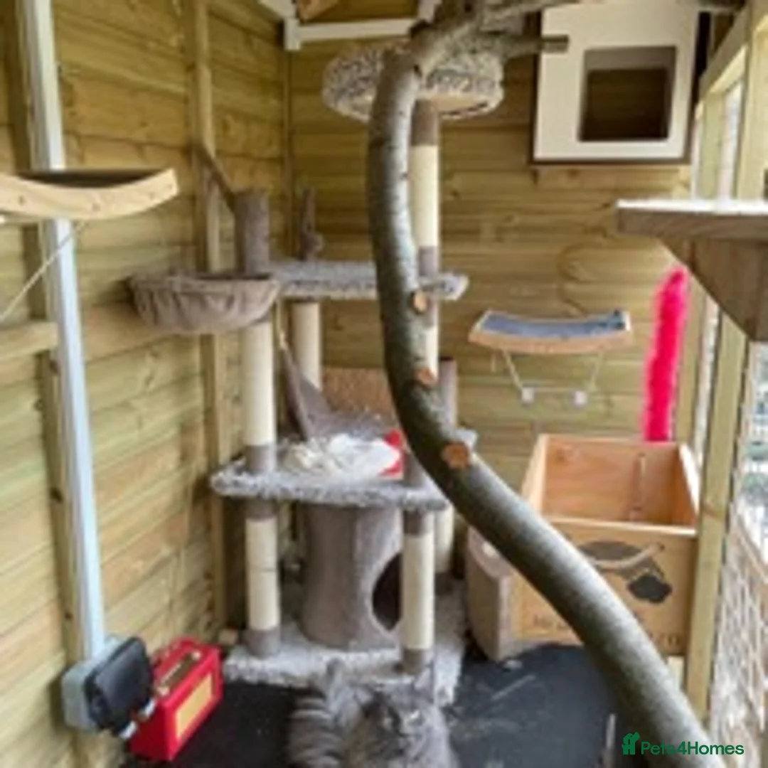 Maine Coon cats for stud: GCCF Russian Line handsome stud Kodiak in Braintree - Advert 7