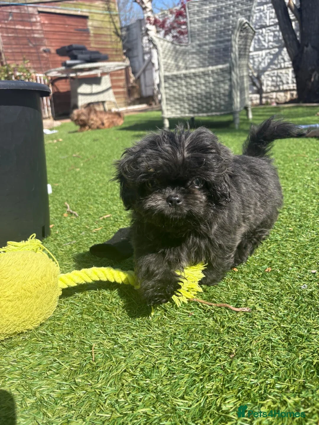 Shih Tzu dogs for sale: Beautiful Blue Female KC Health Tested  - Advert 1