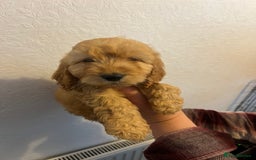 Cockapoo dogs for sale: Beautiful F1 Cockapoo puppies - Image 24